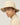 #colour_safari-tan